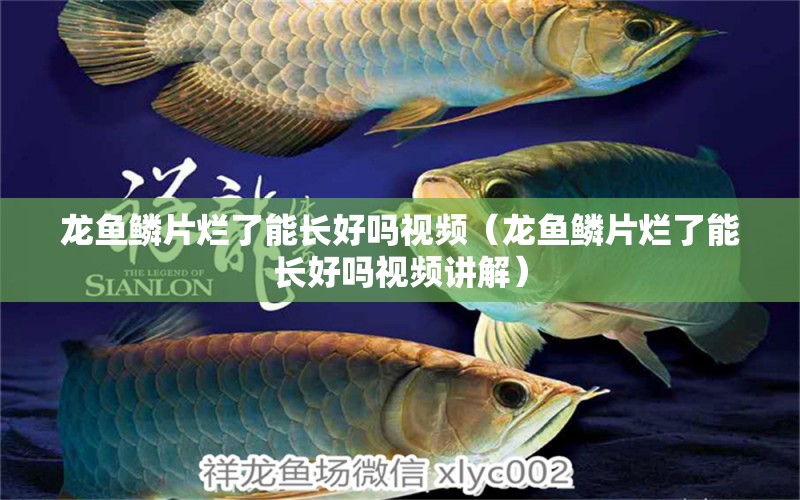 龍魚鱗片爛了能長好嗎視頻（龍魚鱗片爛了能長好嗎視頻講解）