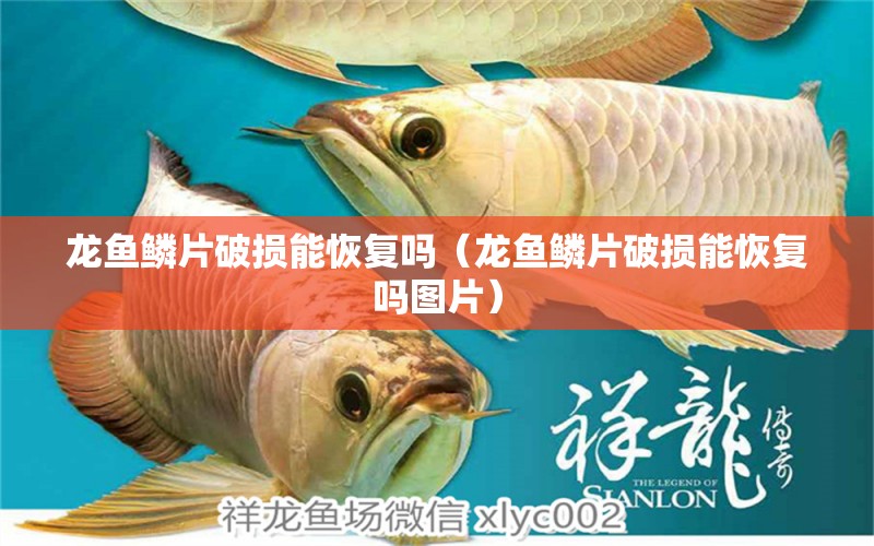 龍魚鱗片破損能恢復(fù)嗎（龍魚鱗片破損能恢復(fù)嗎圖片） 廣州龍魚批發(fā)市場(chǎng)