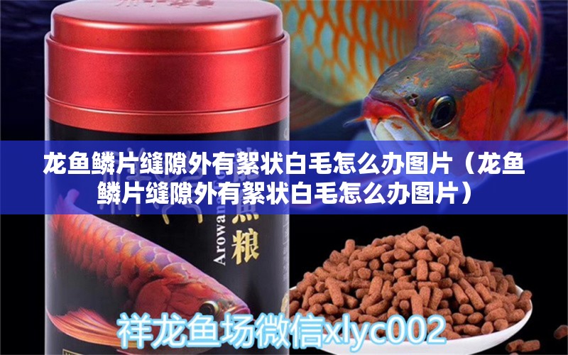 龍魚(yú)鱗片縫隙外有絮狀白毛怎么辦圖片（龍魚(yú)鱗片縫隙外有絮狀白毛怎么辦圖片）