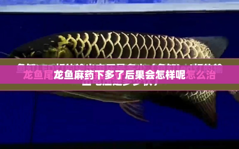 龍魚麻藥下多了后果會怎樣呢 水族問答 第1張