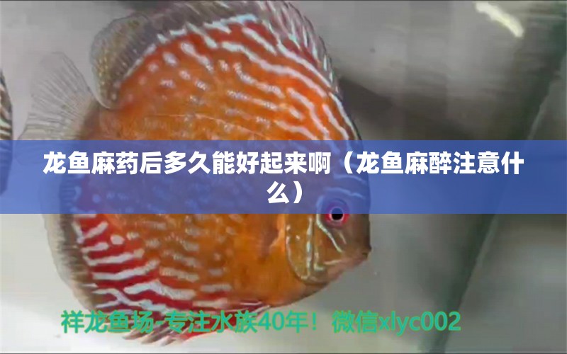 龍魚麻藥后多久能好起來?。堲~麻醉注意什么）