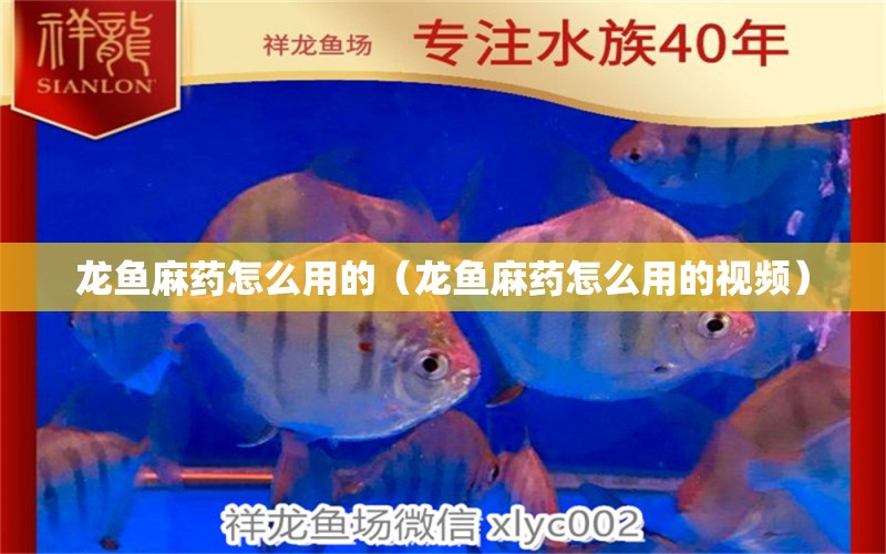 龍魚麻藥怎么用的（龍魚麻藥怎么用的視頻）