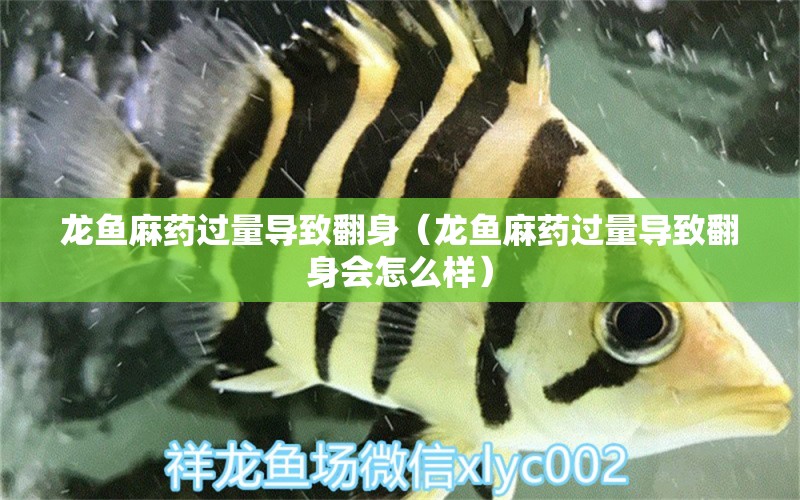 龍魚麻藥過量導(dǎo)致翻身（龍魚麻藥過量導(dǎo)致翻身會(huì)怎么樣）