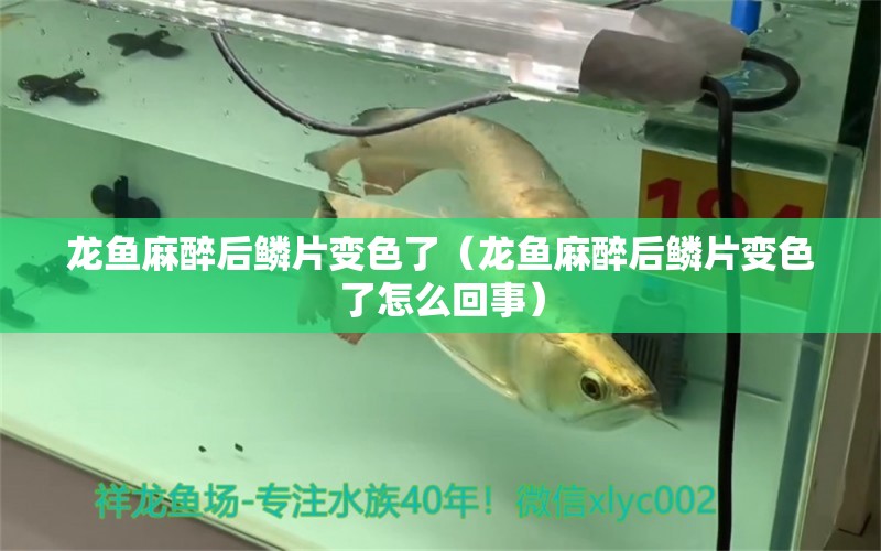 龍魚麻醉后鱗片變色了（龍魚麻醉后鱗片變色了怎么回事） 龍魚麻藥（祥龍Nika）