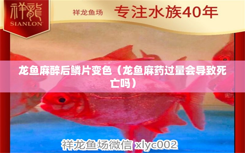 龍魚麻醉后鱗片變色（龍魚麻藥過量會導(dǎo)致死亡嗎）