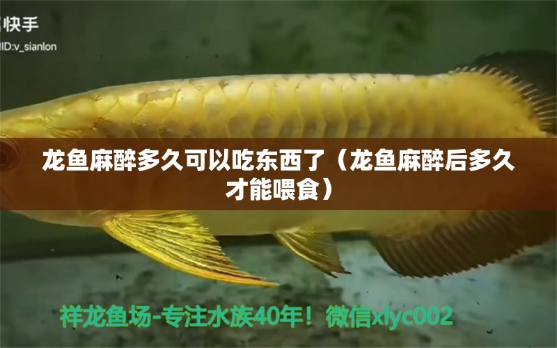 龍魚麻醉多久可以吃東西了（龍魚麻醉后多久才能喂食）