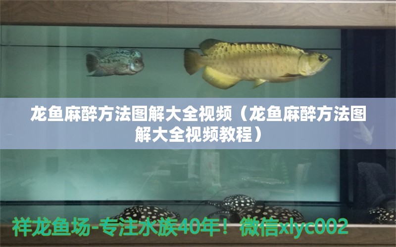 龍魚(yú)麻醉方法圖解大全視頻（龍魚(yú)麻醉方法圖解大全視頻教程） 龍魚(yú)麻藥（祥龍Nika）