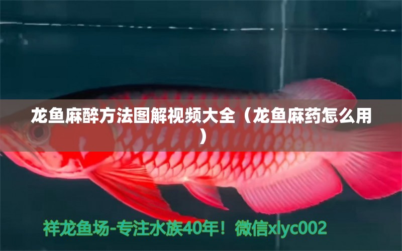 龍魚麻醉方法圖解視頻大全（龍魚麻藥怎么用）