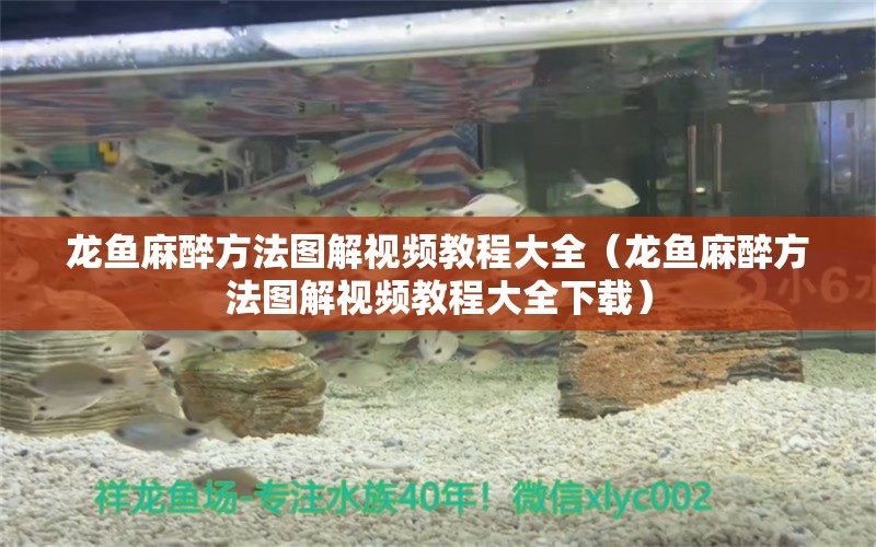 龍魚麻醉方法圖解視頻教程大全（龍魚麻醉方法圖解視頻教程大全下載）