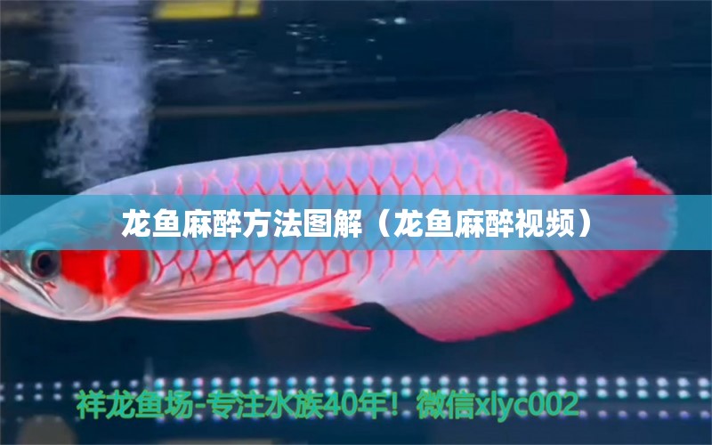 龍魚(yú)麻醉方法圖解（龍魚(yú)麻醉視頻）