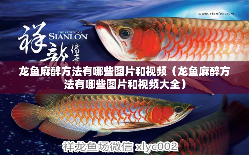 龍魚麻醉方法有哪些圖片和視頻（龍魚麻醉方法有哪些圖片和視頻大全） 龍魚麻藥（祥龍Nika）