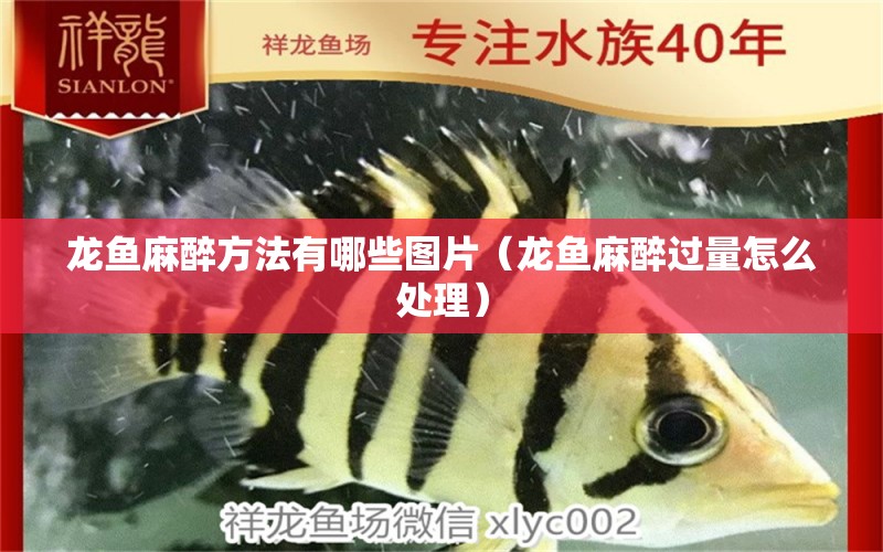 龍魚麻醉方法有哪些圖片（龍魚麻醉過量怎么處理）