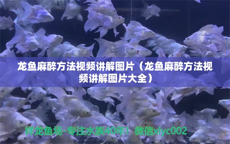 龍魚(yú)麻醉方法視頻講解圖片（龍魚(yú)麻醉方法視頻講解圖片大全） 龍魚(yú)麻藥（祥龍Nika）