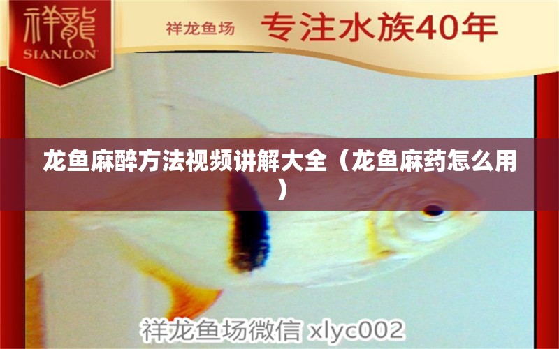 龍魚麻醉方法視頻講解大全（龍魚麻藥怎么用）