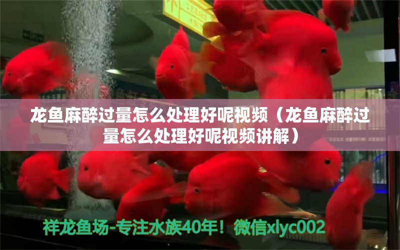 龍魚麻醉過量怎么處理好呢視頻（龍魚麻醉過量怎么處理好呢視頻講解）