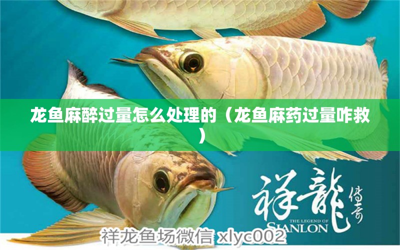 龍魚麻醉過量怎么處理的（龍魚麻藥過量咋救）