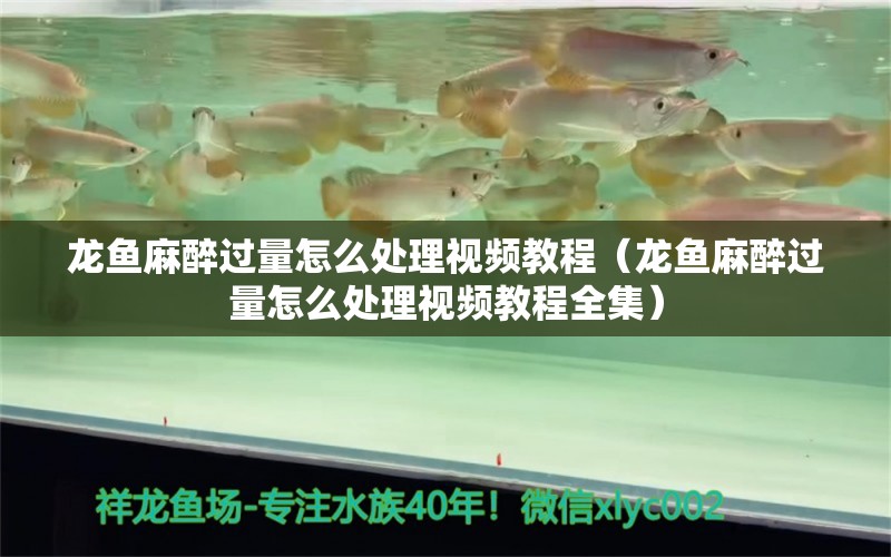 龍魚麻醉過量怎么處理視頻教程（龍魚麻醉過量怎么處理視頻教程全集）