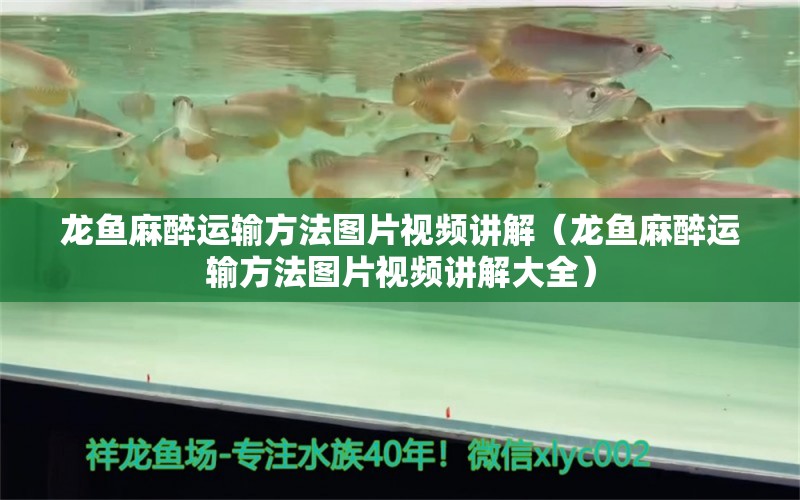 龍魚麻醉運輸方法圖片視頻講解（龍魚麻醉運輸方法圖片視頻講解大全） 龍魚麻藥（祥龍Nika）