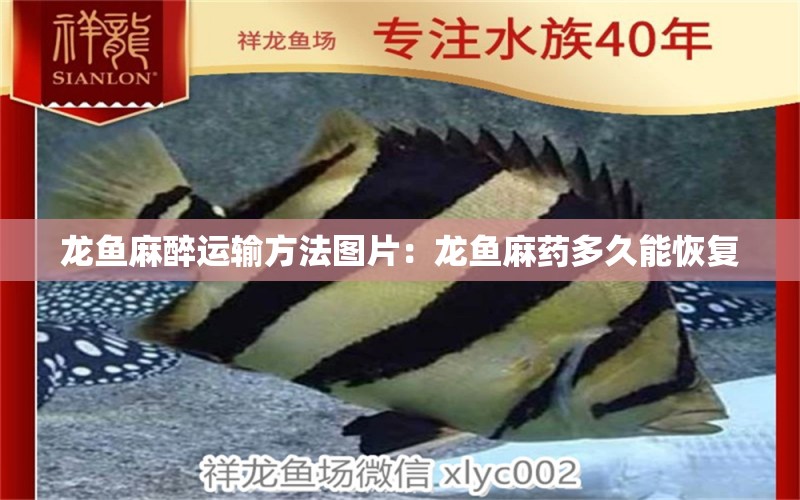 龍魚麻醉運(yùn)輸方法圖片：龍魚麻藥多久能恢復(fù)