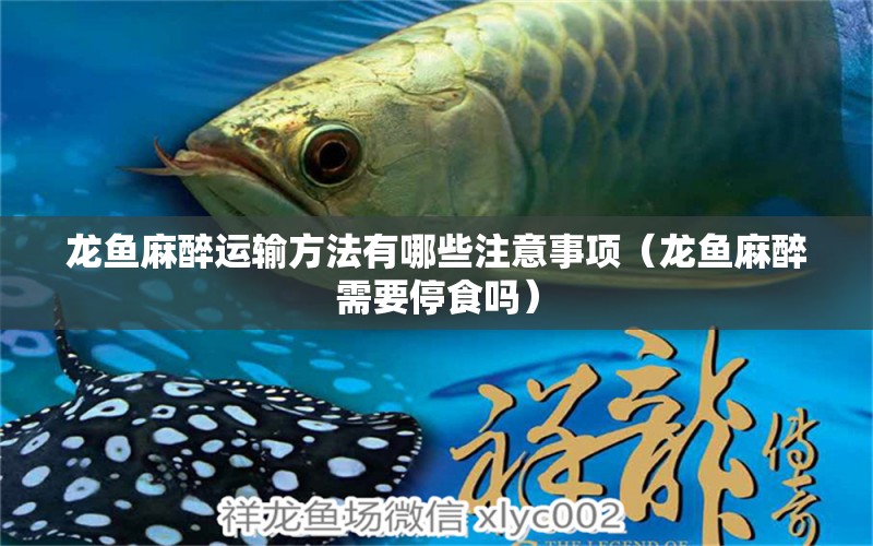 龍魚麻醉運(yùn)輸方法有哪些注意事項（龍魚麻醉需要停食嗎）