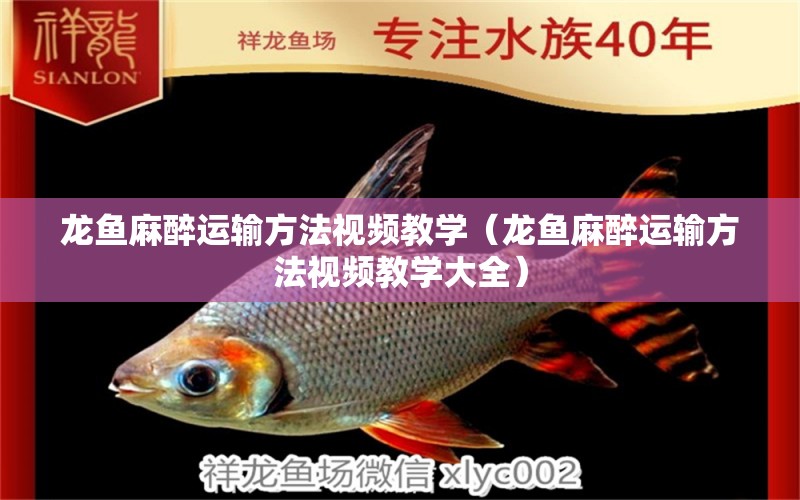 龍魚麻醉運輸方法視頻教學(xué)（龍魚麻醉運輸方法視頻教學(xué)大全）