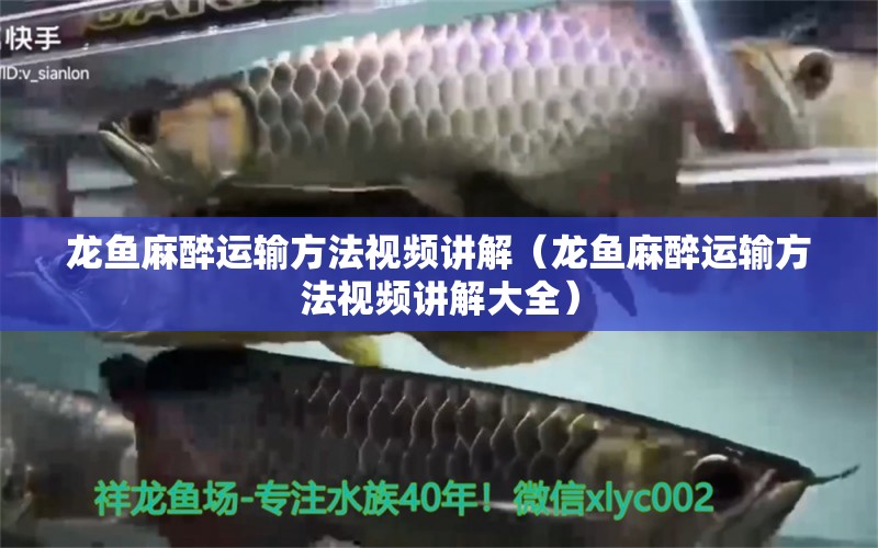 龍魚麻醉運(yùn)輸方法視頻講解（龍魚麻醉運(yùn)輸方法視頻講解大全） 龍魚麻藥（祥龍Nika）