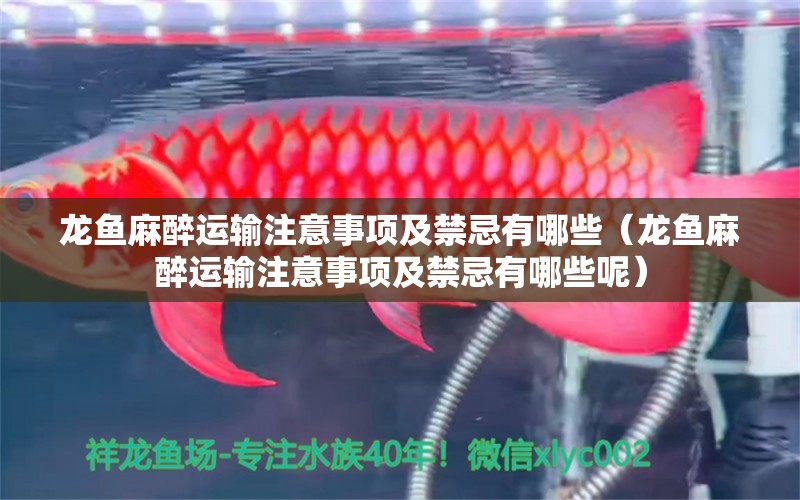 龍魚麻醉運(yùn)輸注意事項(xiàng)及禁忌有哪些（龍魚麻醉運(yùn)輸注意事項(xiàng)及禁忌有哪些呢） 龍魚麻藥（祥龍Nika）