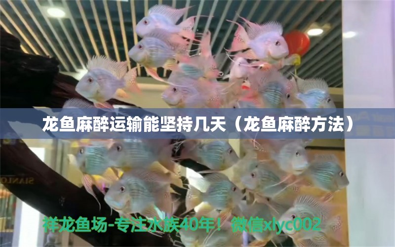 龍魚(yú)麻醉運(yùn)輸能堅(jiān)持幾天（龍魚(yú)麻醉方法） 龍魚(yú)麻藥（祥龍Nika）