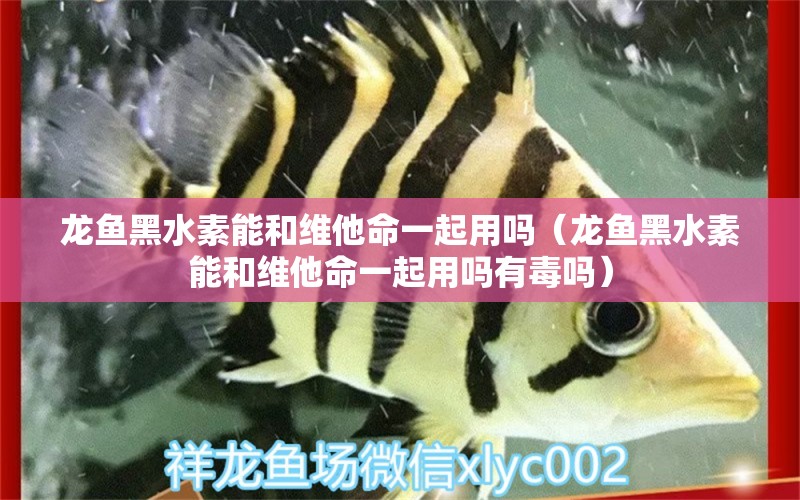 龍魚黑水素能和維他命一起用嗎（龍魚黑水素能和維他命一起用嗎有毒嗎）