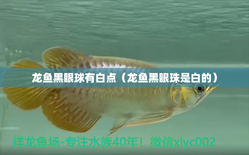 龍魚黑眼球有白點（龍魚黑眼珠是白的） 觀賞魚