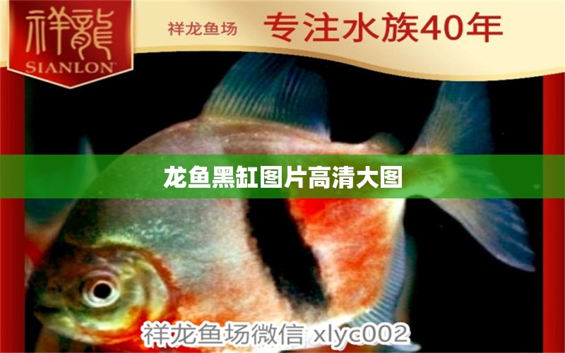 龍魚黑缸圖片高清大圖 祥龍魚場