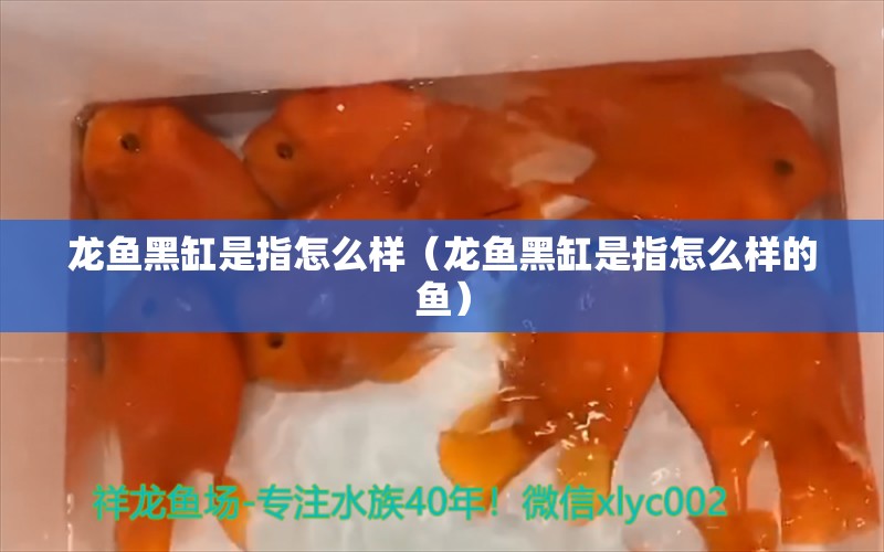 龍魚黑缸是指怎么樣（龍魚黑缸是指怎么樣的魚） 祥龍水族醫(yī)院