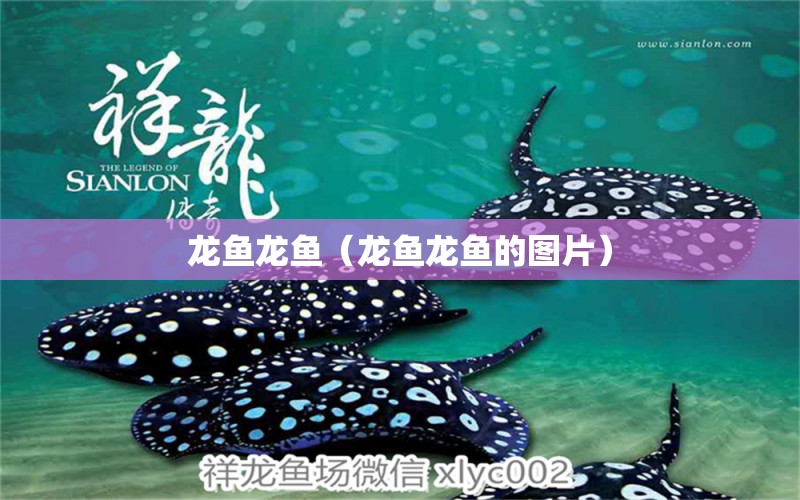 龍魚龍魚（龍魚龍魚的圖片） 龍魚疾病與治療