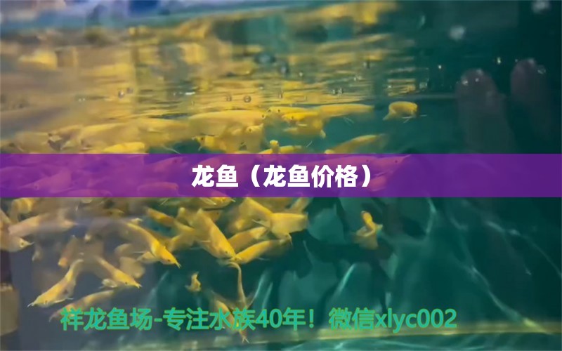 龍魚（龍魚價格） 其它水族用具設(shè)備 第1張