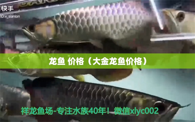 龍魚 價格（大金龍魚價格）