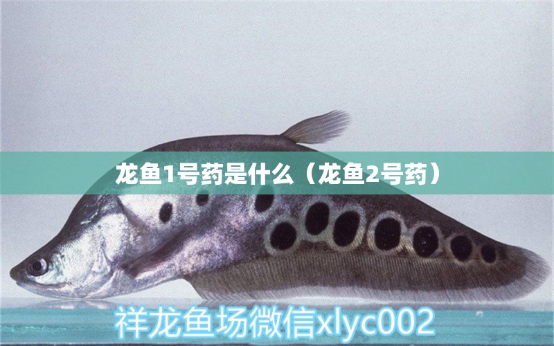 龍魚1號藥是什么（龍魚2號藥）