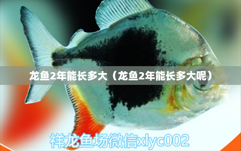 龍魚2年能長多大（龍魚2年能長多大呢）