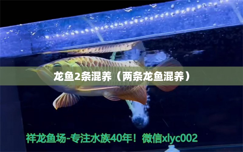 龍魚2條混養(yǎng)（兩條龍魚混養(yǎng)）