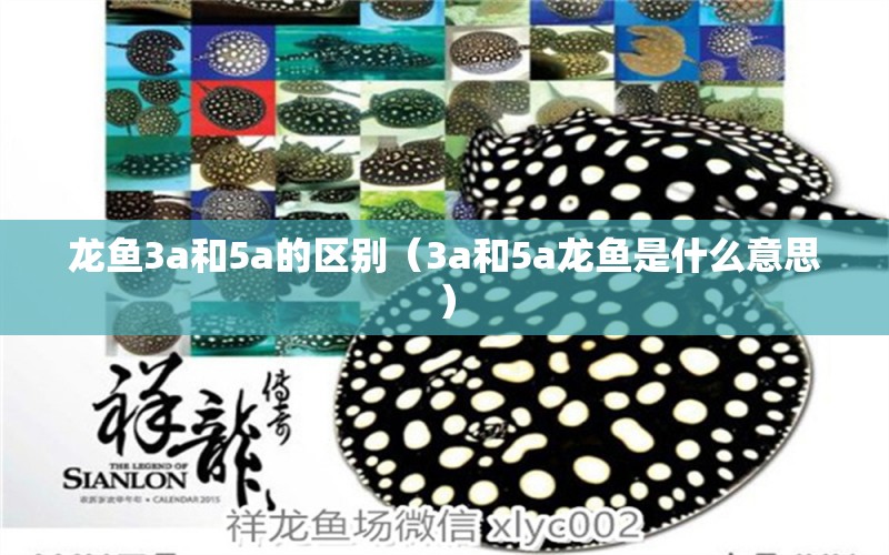 龍魚3a和5a的區(qū)別（3a和5a龍魚是什么意思） 龍魚疾病與治療