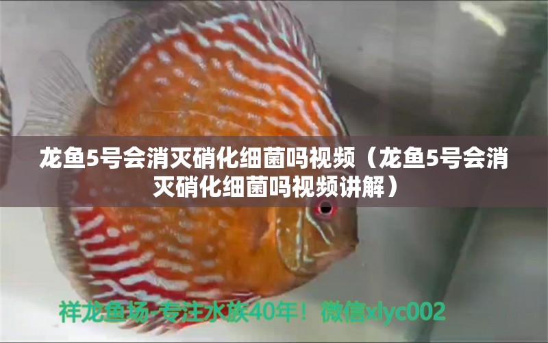 龍魚5號會消滅硝化細(xì)菌嗎視頻（龍魚5號會消滅硝化細(xì)菌嗎視頻講解）