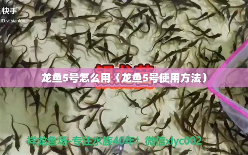 龍魚5號怎么用（龍魚5號使用方法） 龍魚疾病與治療