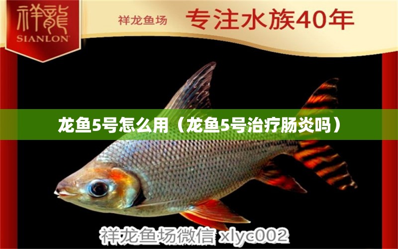 龍魚5號怎么用（龍魚5號治療腸炎嗎） 稀有金龍魚