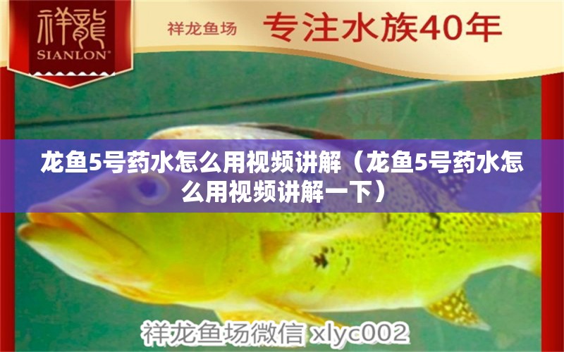 龍魚5號(hào)藥水怎么用視頻講解（龍魚5號(hào)藥水怎么用視頻講解一下）