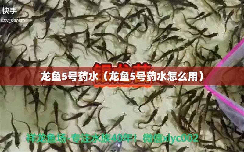 龍魚5號藥水（龍魚5號藥水怎么用） 龍魚疾病與治療