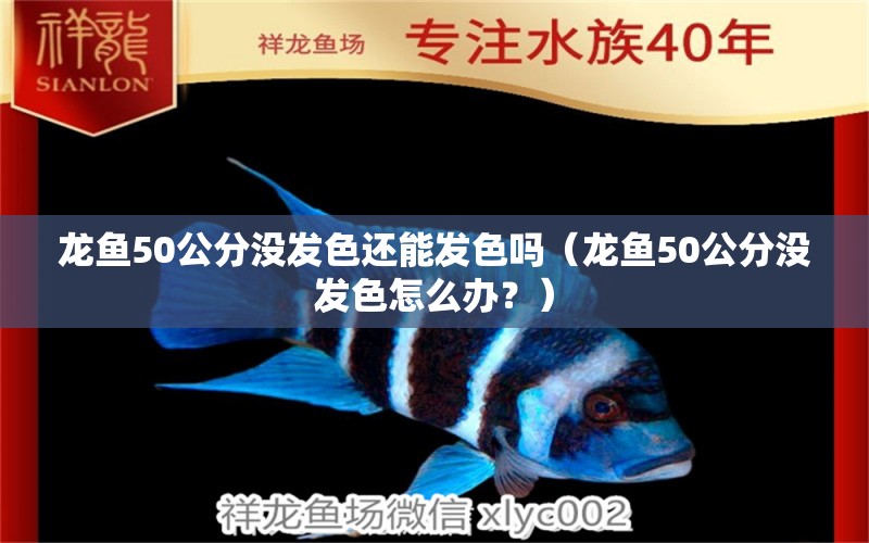 龍魚(yú)50公分沒(méi)發(fā)色還能發(fā)色嗎（龍魚(yú)50公分沒(méi)發(fā)色怎么辦？） 水族問(wèn)答 第2張