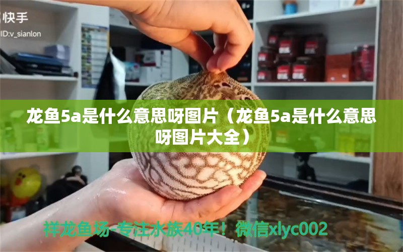 龍魚5a是什么意思呀圖片（龍魚5a是什么意思呀圖片大全）