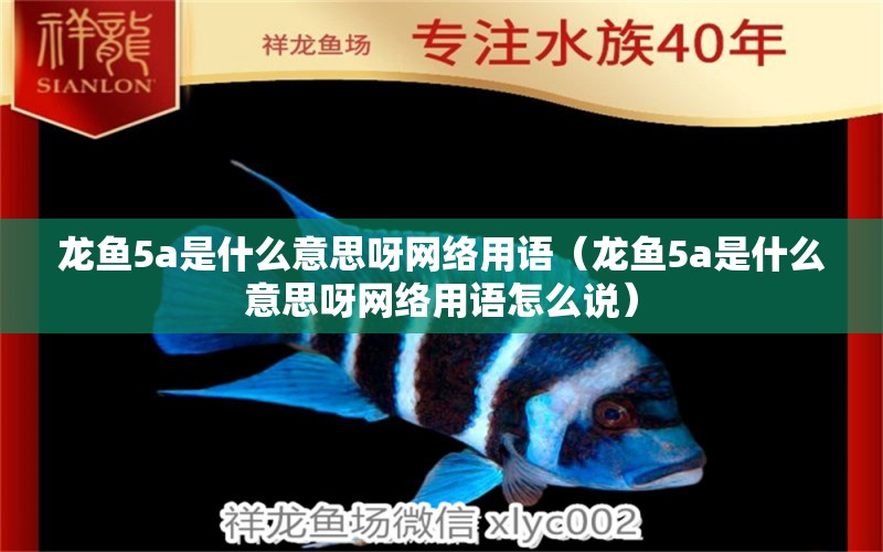 龍魚5a是什么意思呀網(wǎng)絡用語（龍魚5a是什么意思呀網(wǎng)絡用語怎么說）