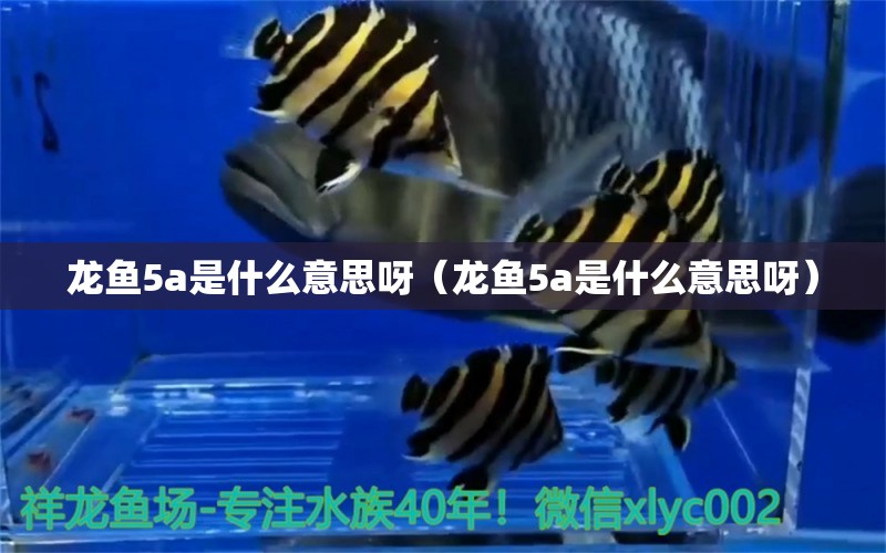 龍魚5a是什么意思呀（龍魚5a是什么意思呀） 龍魚疾病與治療