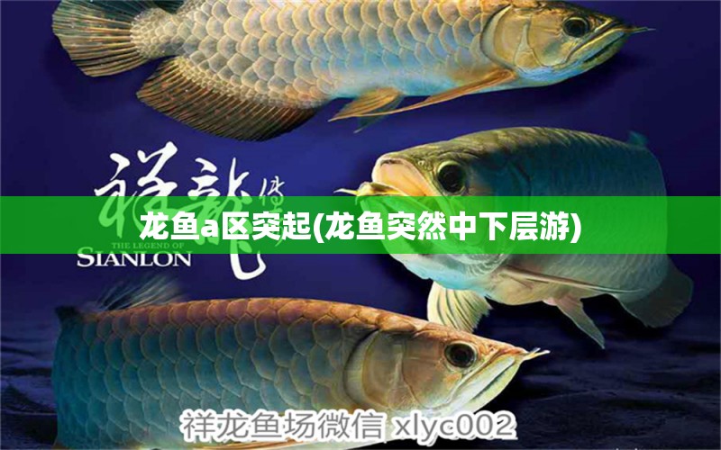 龍魚a區(qū)突起(龍魚突然中下層游) 水族燈（魚缸燈）