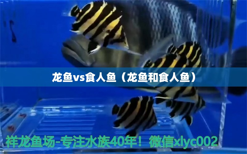 龍魚vs食人魚（龍魚和食人魚） 食人魚（水虎） 第1張